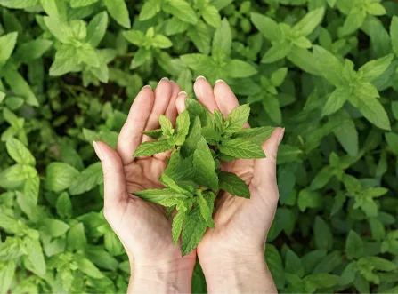 Mint Leaves